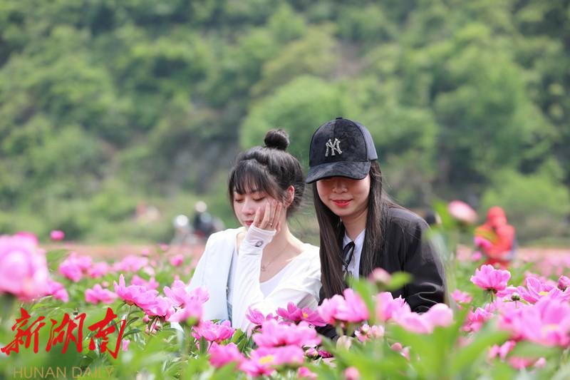 巡田乡长铺村:芍药花开等你来_邵阳头条网